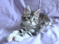 Silver Tabby and White 1
